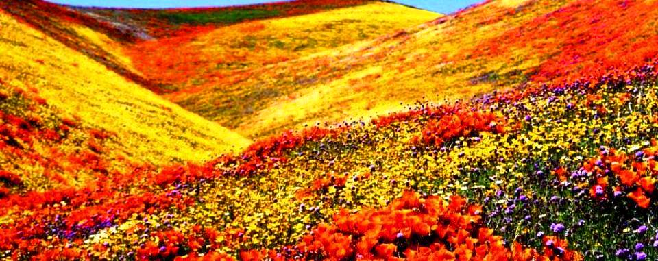 valley-of-flowers