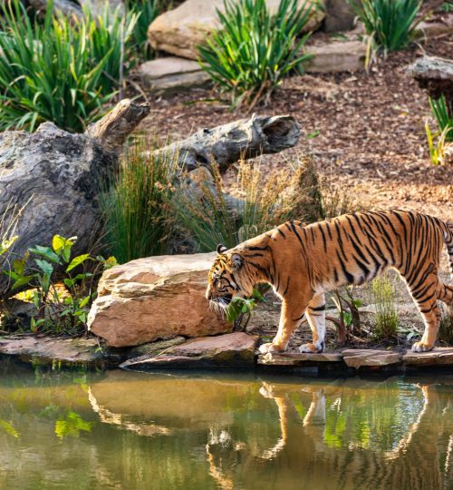 A Bengal tiger walking by a water edge amidst greenery and logs, reflecting in the lake.