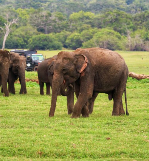 A herd of majestic elephants grazing in the lush fields of Galoya, Sri Lanka.